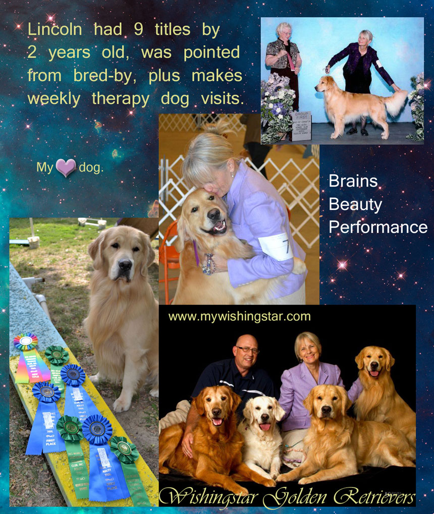 English Cream Golden Retriever